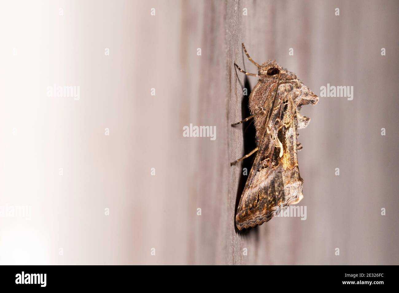 An adult silver y moth (Autographa gamma) in a house in Sowerby, North Yorkshire. July. Stock Photo