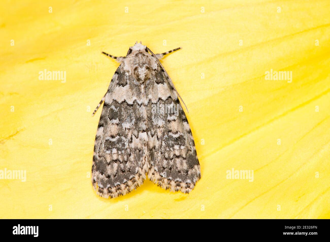 An adult marbled beauty moth (Bryophila domestica) on an evening primrose flower in a garden in Sowerby, North Yorkshire. July. Stock Photo