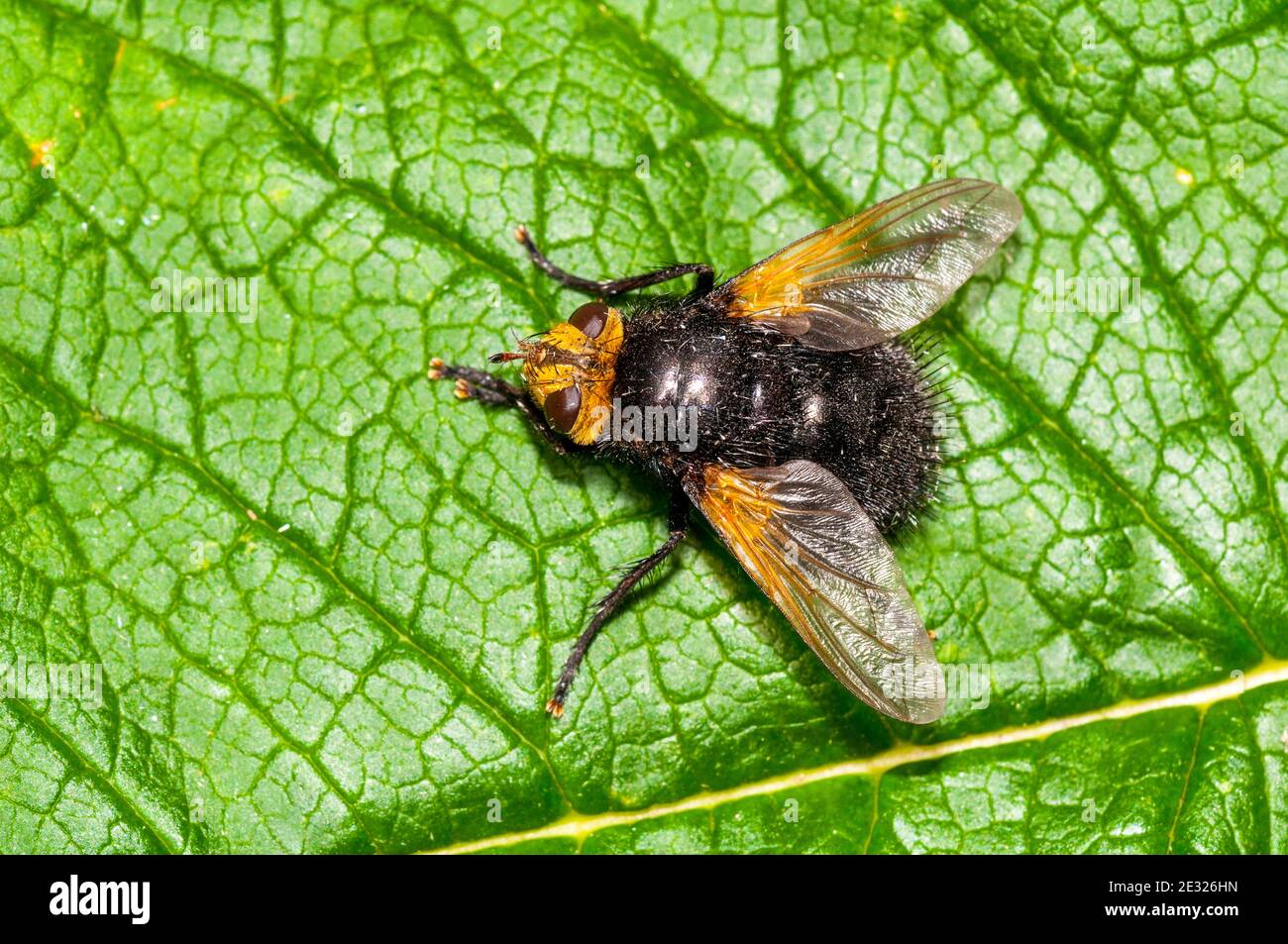 An adult giant tachinid fly (Tachina grossa) at rest on a leaf in a garden in Sowerby, North Yorkshire. July. Stock Photo