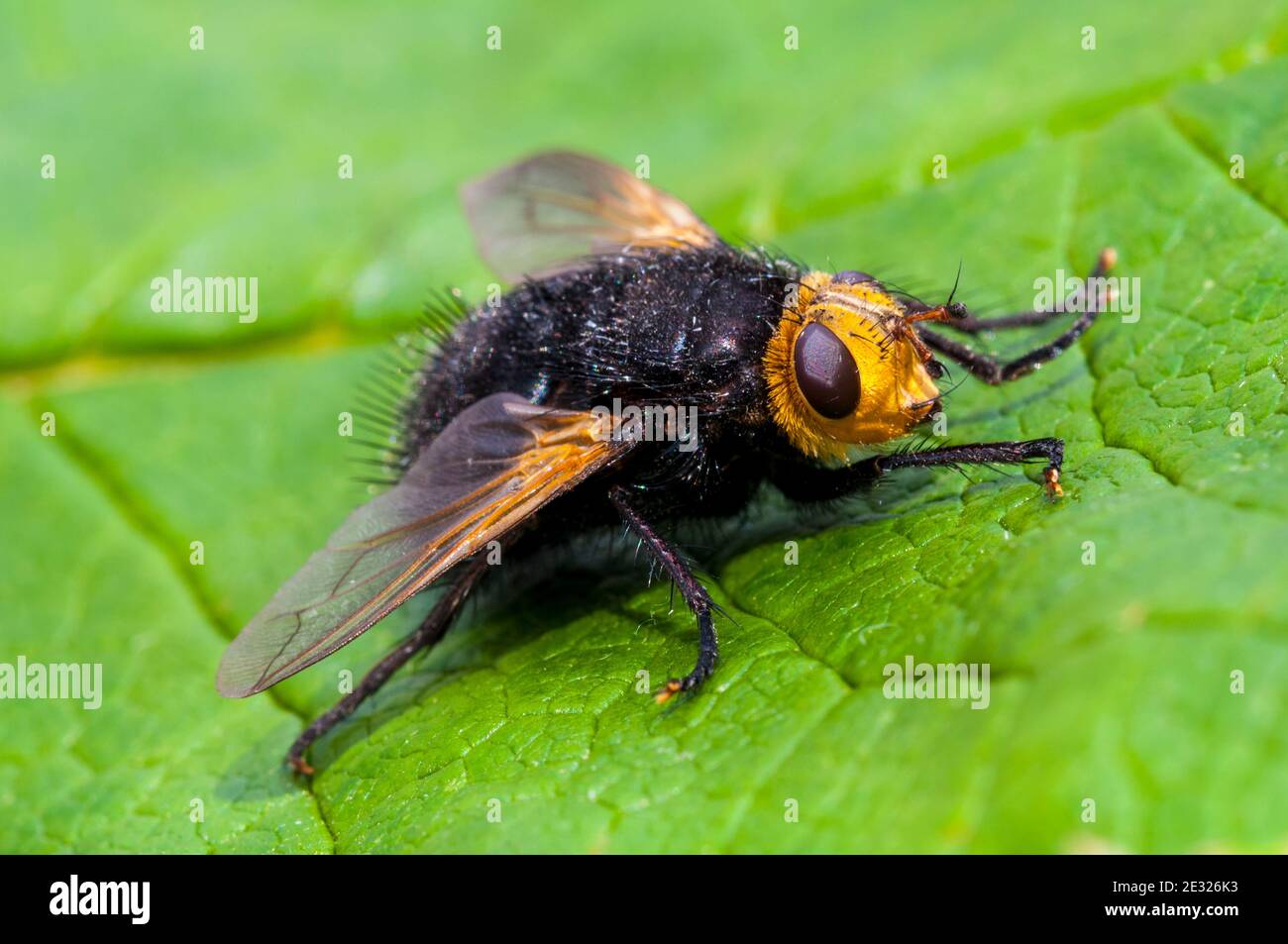 An adult giant tachinid fly (Tachina grossa) at rest on a leaf in a garden in Sowerby, North Yorkshire. July. Stock Photo