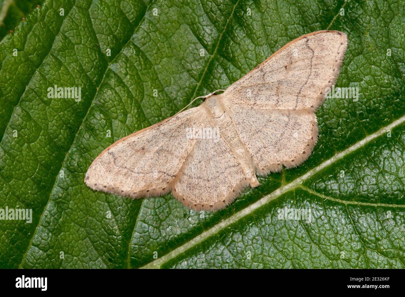 An adult riband wave moth (Idaea aversata) at rest on a leaf in a garden in Sowerby, North Yorkshire. July. Stock Photo