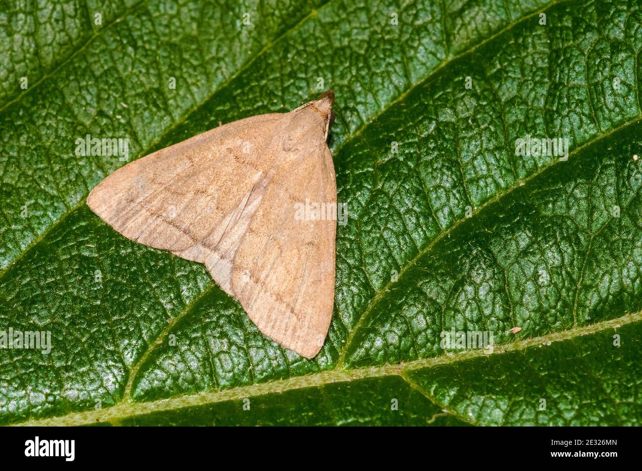 An adult fan foot moth (Herminia tarsipennalis) at rest on a leaf in a garden in Sowerby, North Yorkshire. July. Stock Photo