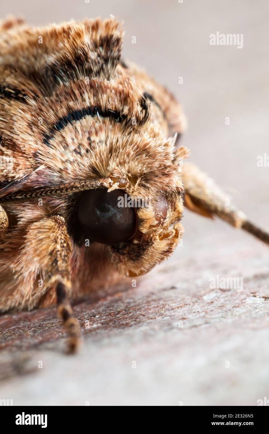 A close-up on the head of an adult dark arches moth (Apamea monoglypha) at rest on a log in a garden in Sowerby, North Yorkshire. August. Stock Photo