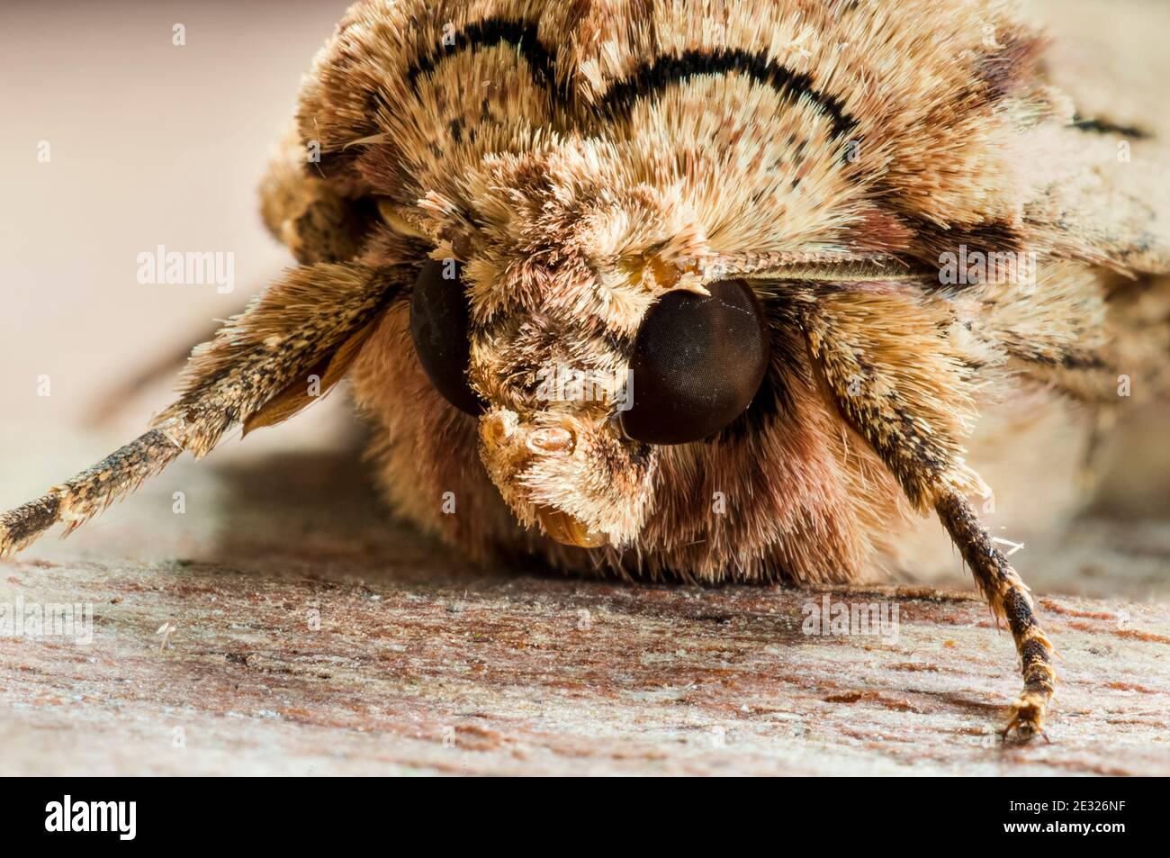 A close-up on the head of an adult dark arches moth (Apamea monoglypha) at rest on a log in a garden in Sowerby, North Yorkshire. August. Stock Photo