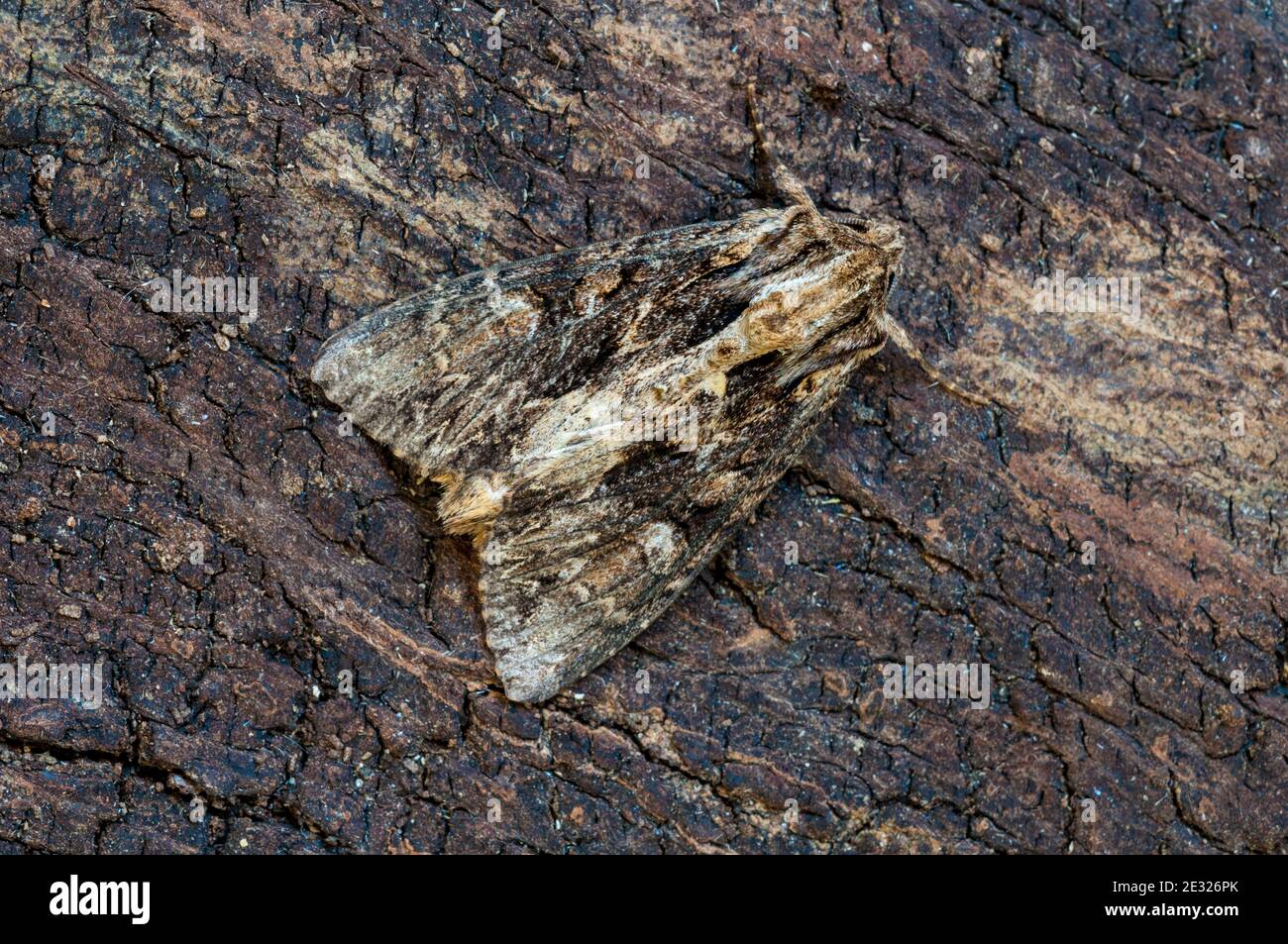 An adult dark arches moth (Apamea monoglypha) at rest on a log in a garden in Sowerby, North Yorkshire. August. Stock Photo