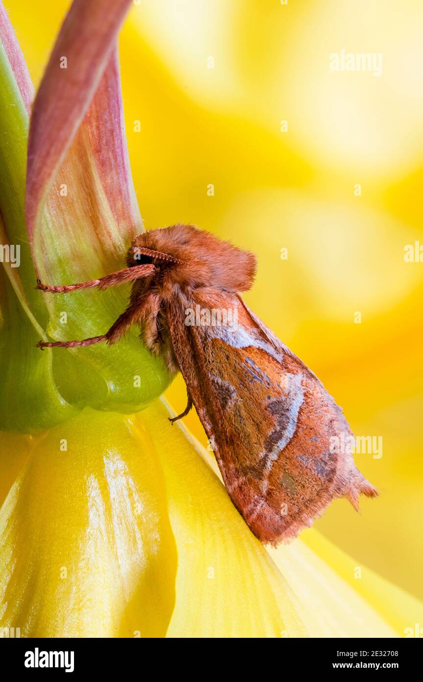 An adult orange swift moth (Hepialus sylvina) at rest on an evening primrose flower in a garden in Sowerby, North Yorkshire. August. Stock Photo