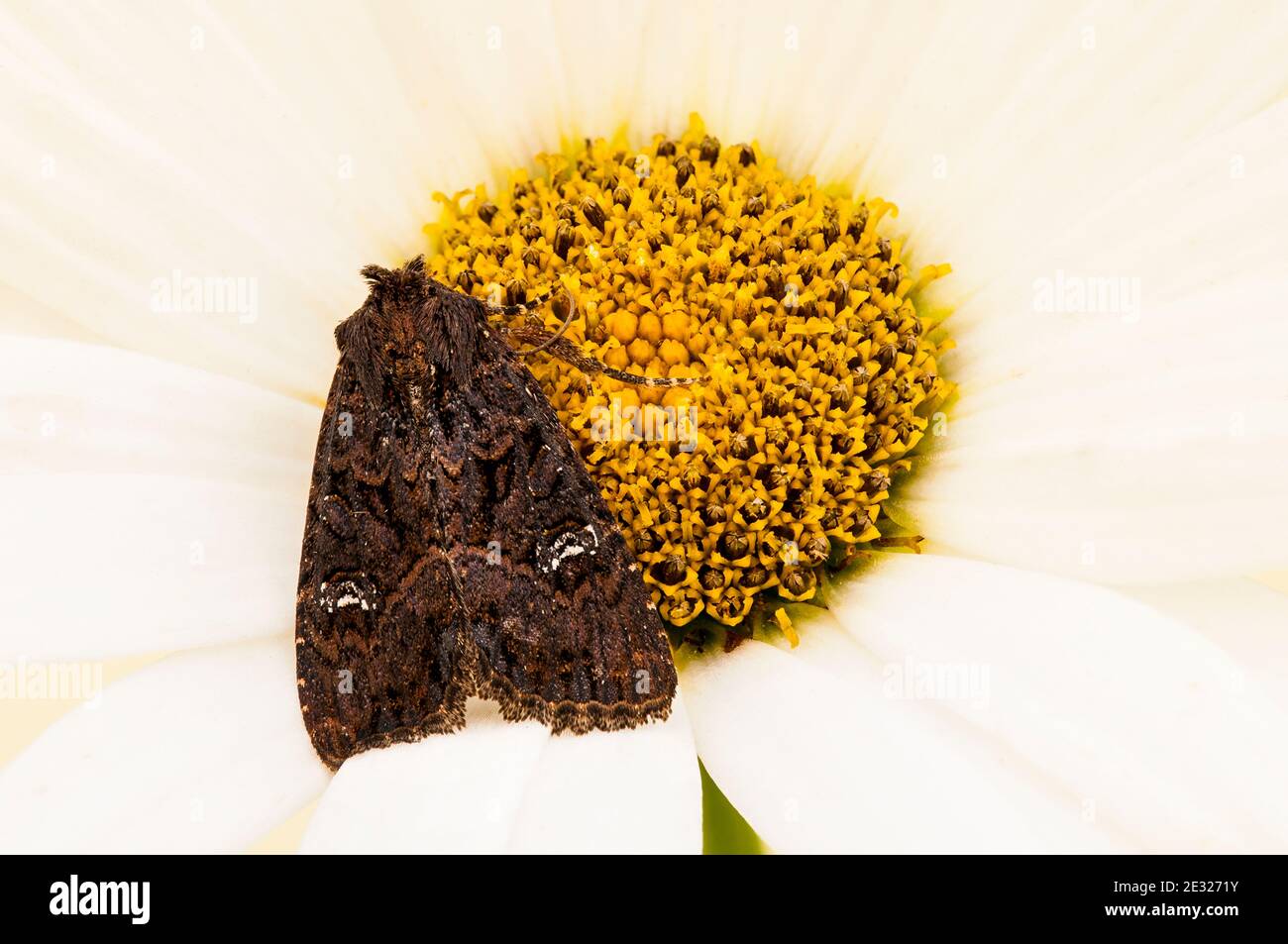 An adult lesser common rustic moth (Mesapamea didyma) at rest on an oxeye daisy flower in a garden in Sowerby, North Yorkshire. August. Stock Photo