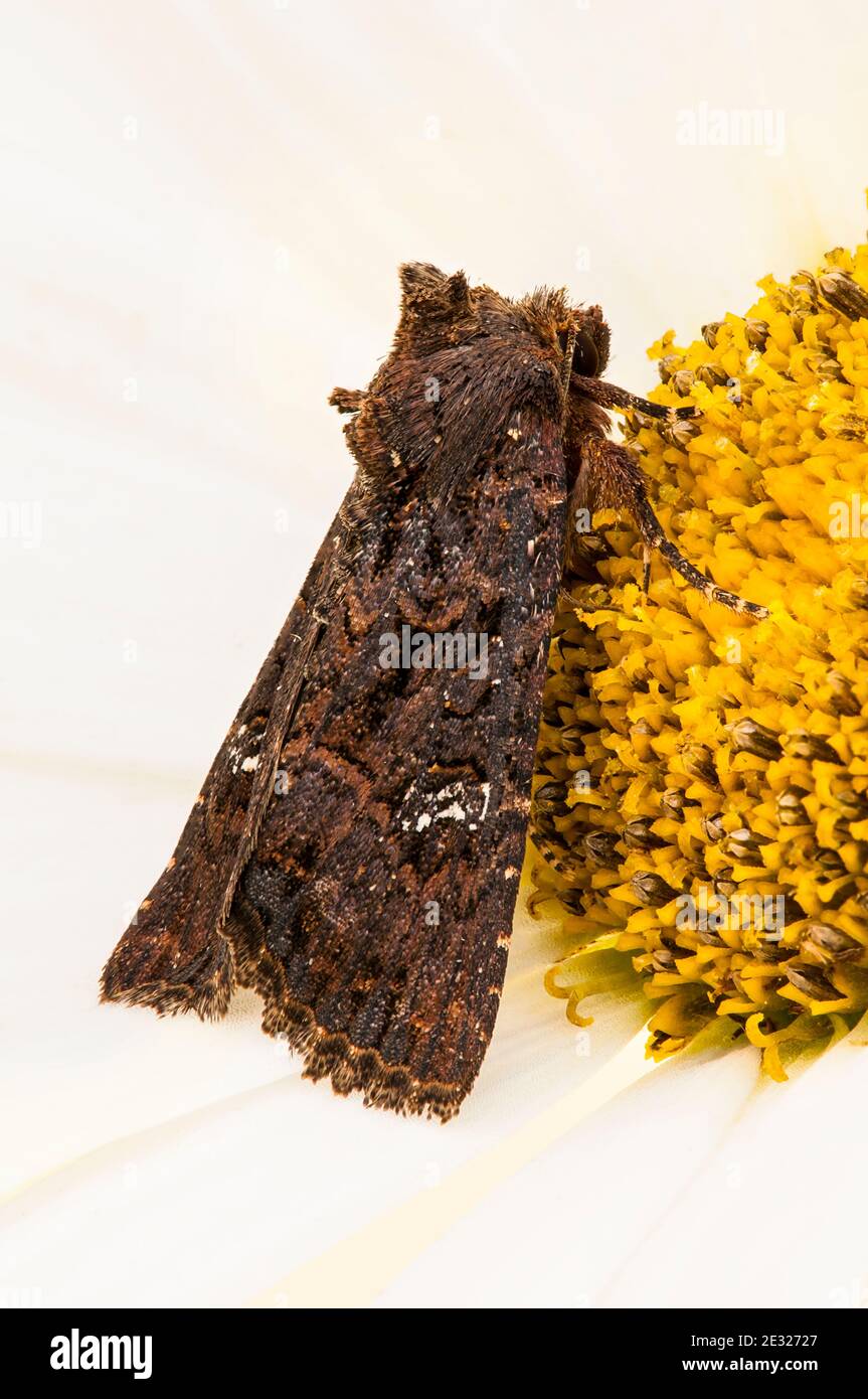 An adult lesser common rustic moth (Mesapamea didyma) at rest on an oxeye daisy flower in a garden in Sowerby, North Yorkshire. August. Stock Photo