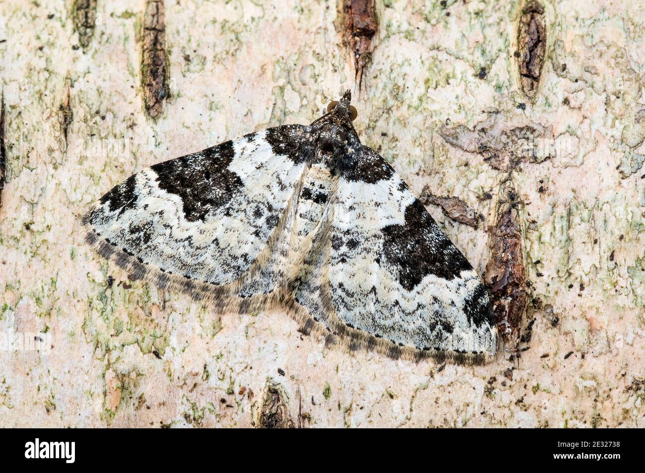 An adult garden carpet moth (Xanthorhoe fluctuata) at rest on a birch branch in a garden in Sowerby, North Yorkshire. August. Stock Photo