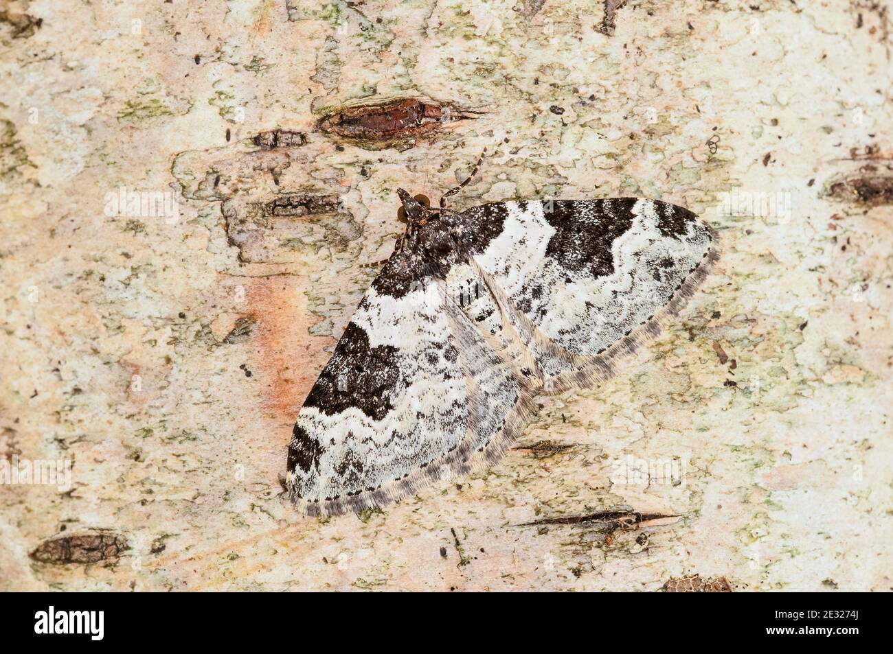 An adult garden carpet moth (Xanthorhoe fluctuata) at rest on a birch branch in a garden in Sowerby, North Yorkshire. August. Stock Photo