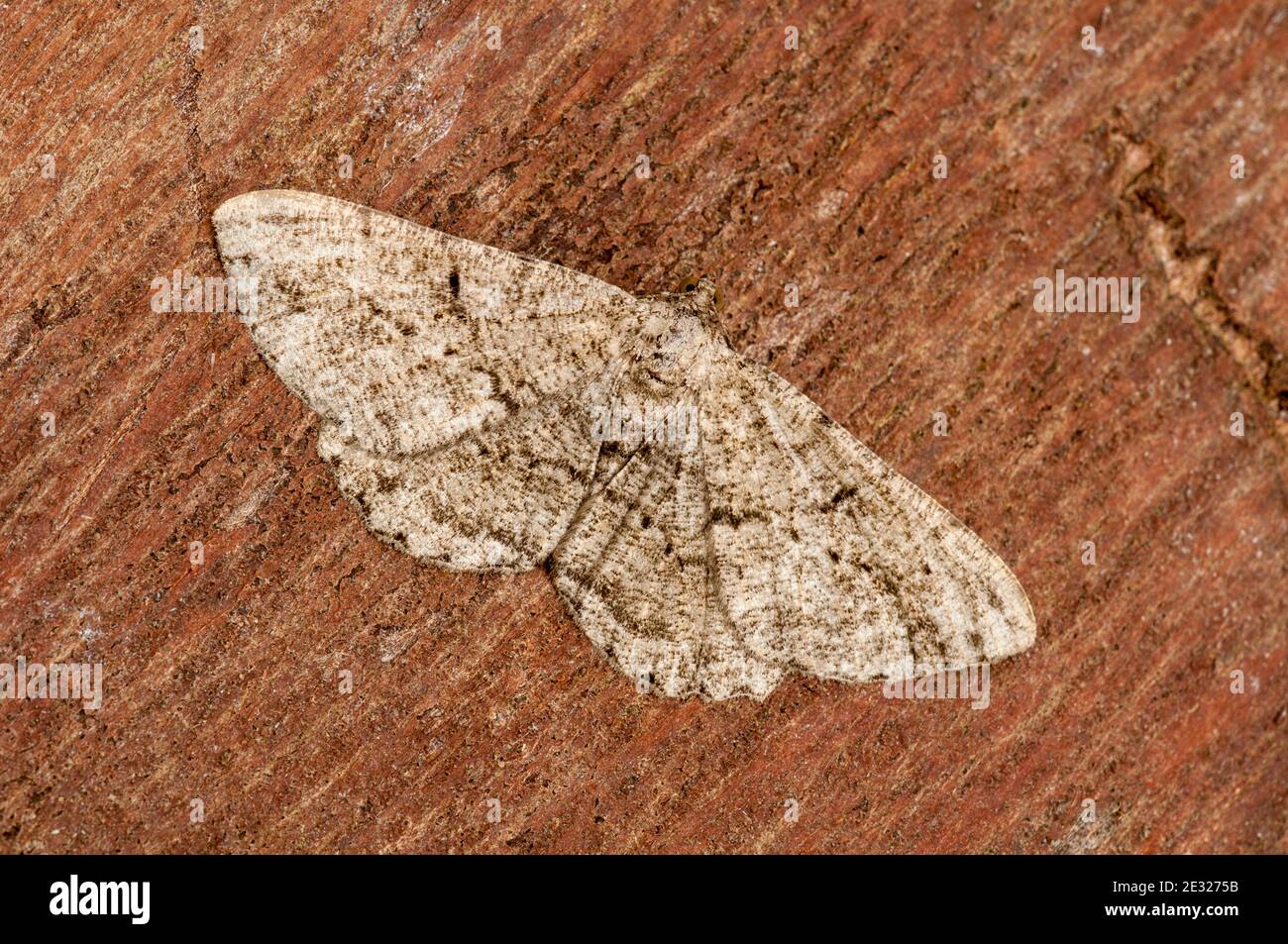 An adult willow beauty moth (Peribatodes rhomboidaria) at rest on a log in a garden in Sowerby, North Yorkshire. August. Stock Photo