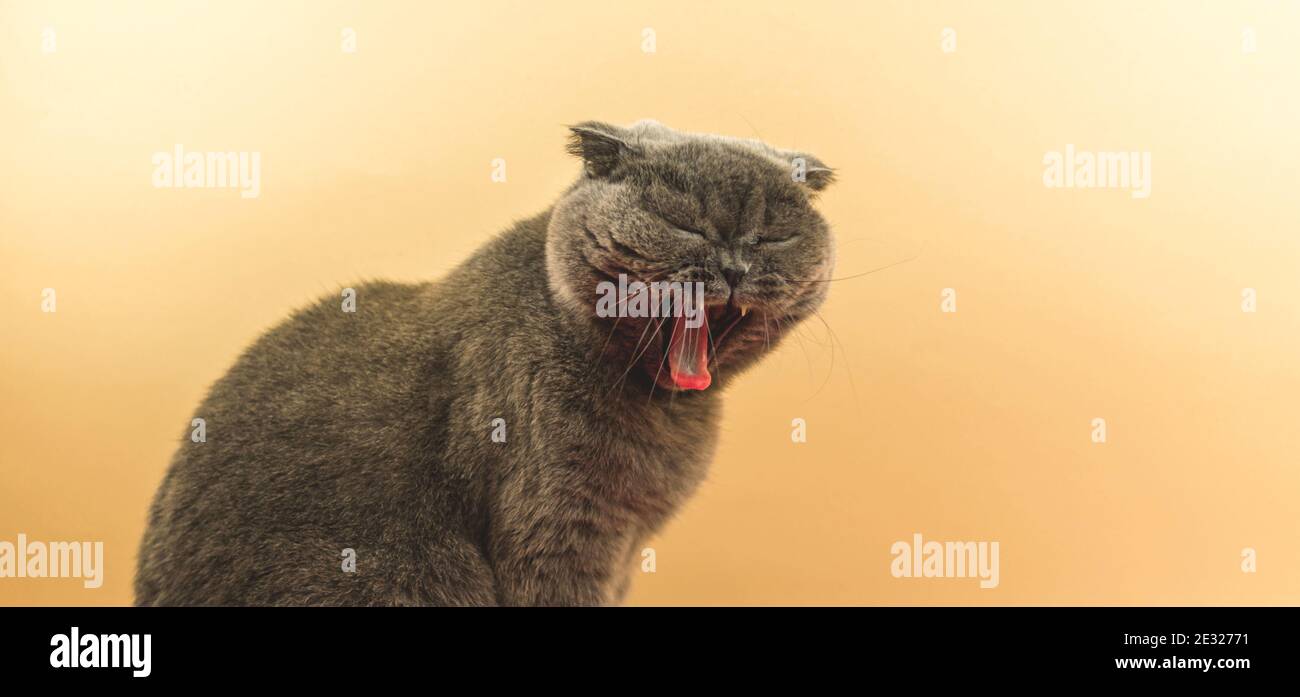 Cyberpunk cat meme hi-res stock photography and images - Alamy