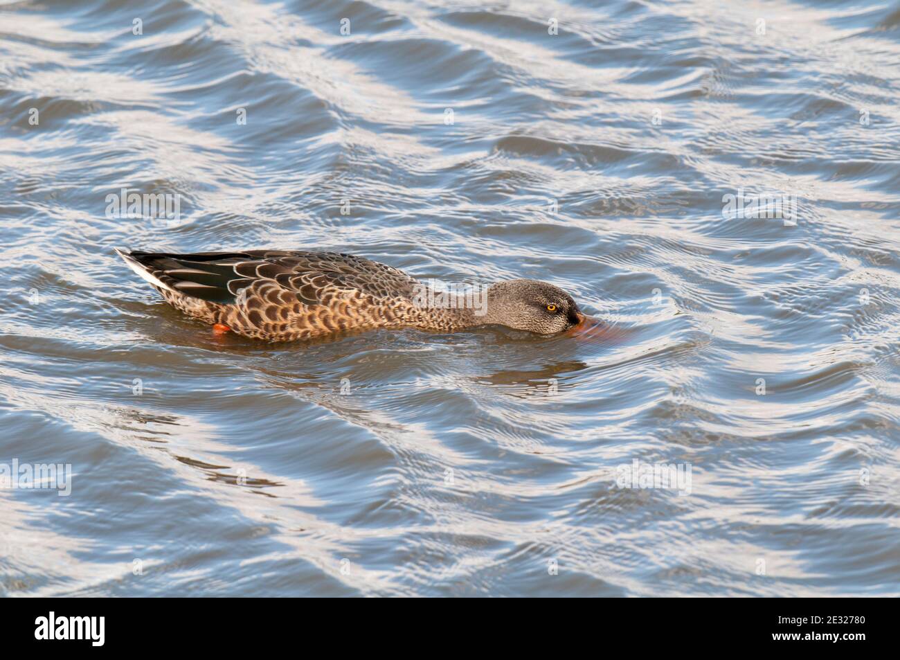 An adult male shoveler duck (Anas clypeata) in eclipse plumage feeding in a lake at RSPB Old Moor, South Yorkshire. August. Stock Photo