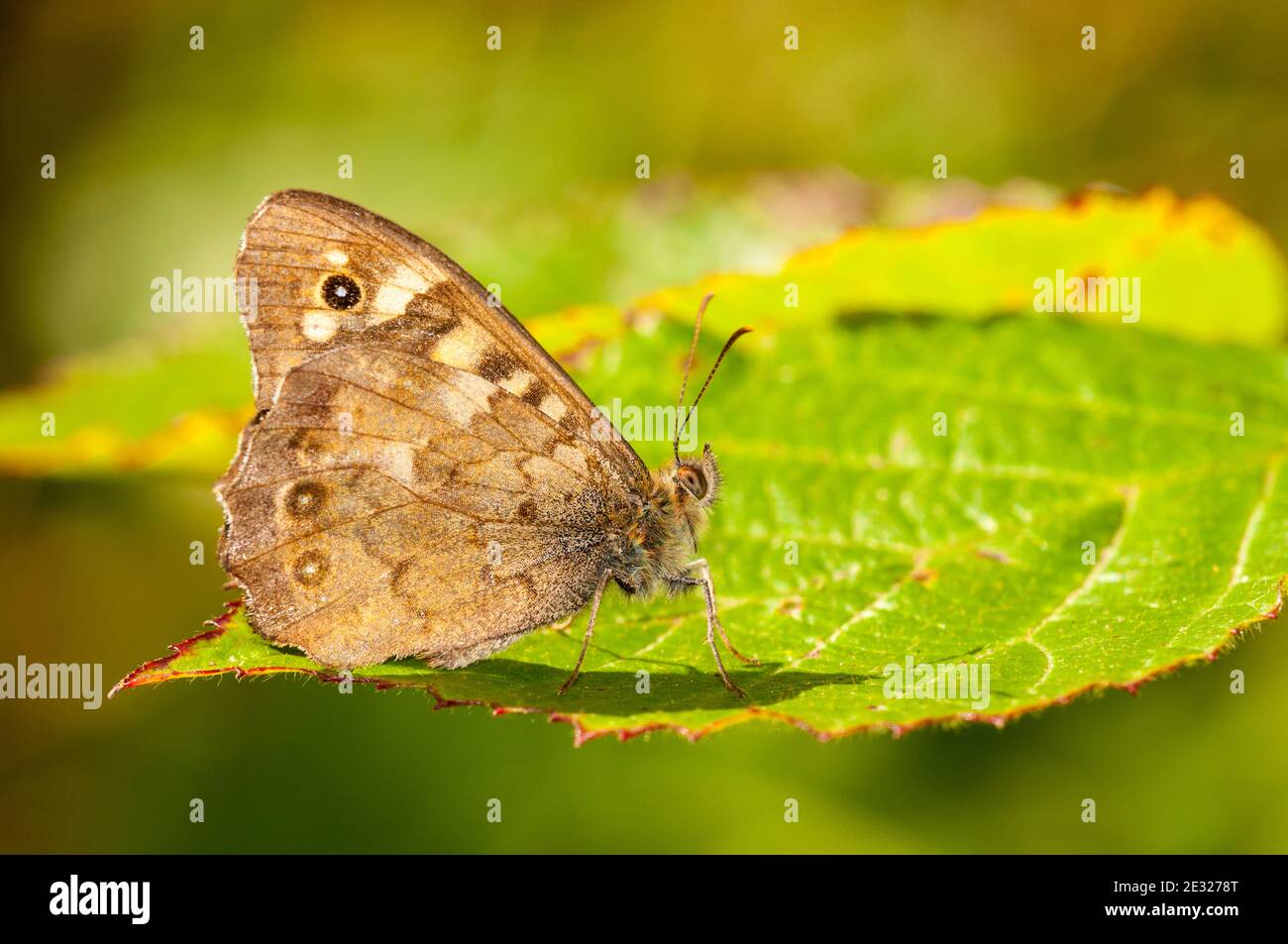 An adult speckled wood butterfly (Pararge aegeria) at rest on a leaf at RSPB Old Moor, South Yorkshire. August. Stock Photo