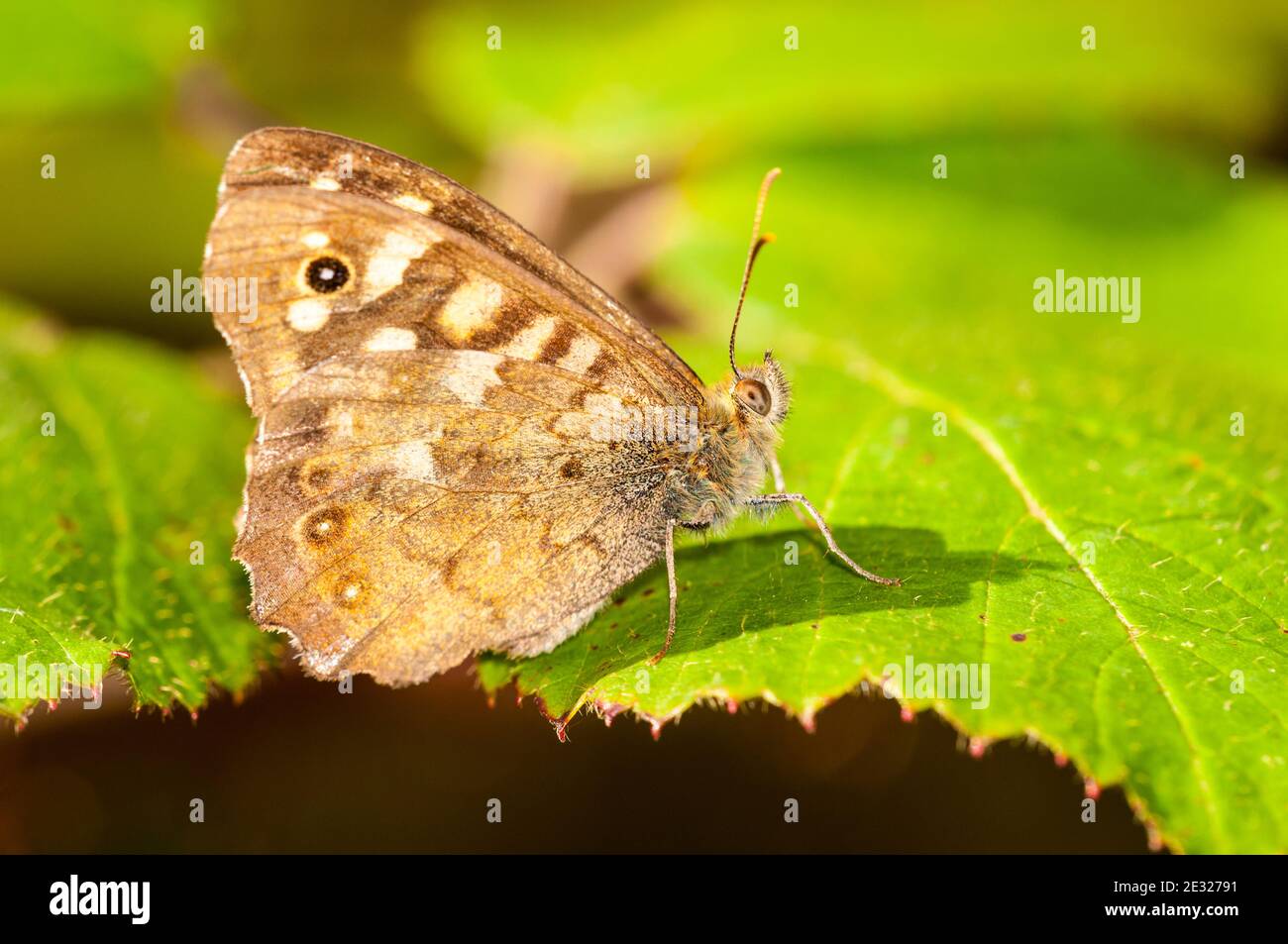 An adult speckled wood butterfly (Pararge aegeria) at rest on a leaf at RSPB Old Moor, South Yorkshire. August. Stock Photo