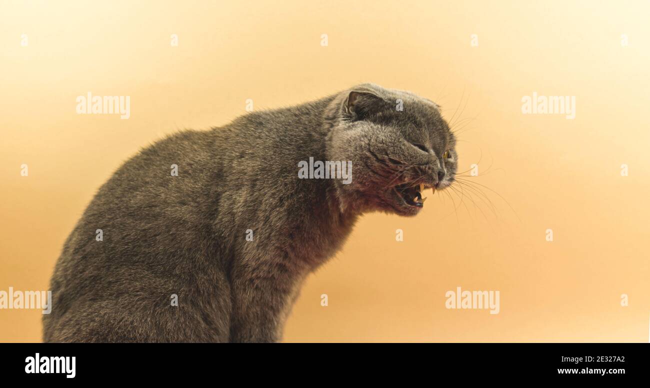 Cyberpunk cat meme hi-res stock photography and images - Alamy