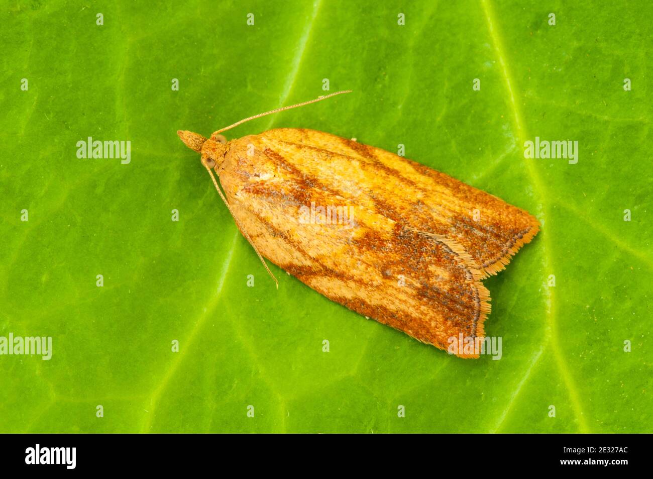 An adult light brown apple moth (Epiphyas postvittana) at rest on a leaf in a garden in Sowerby, North Yorkshire. September. Stock Photo