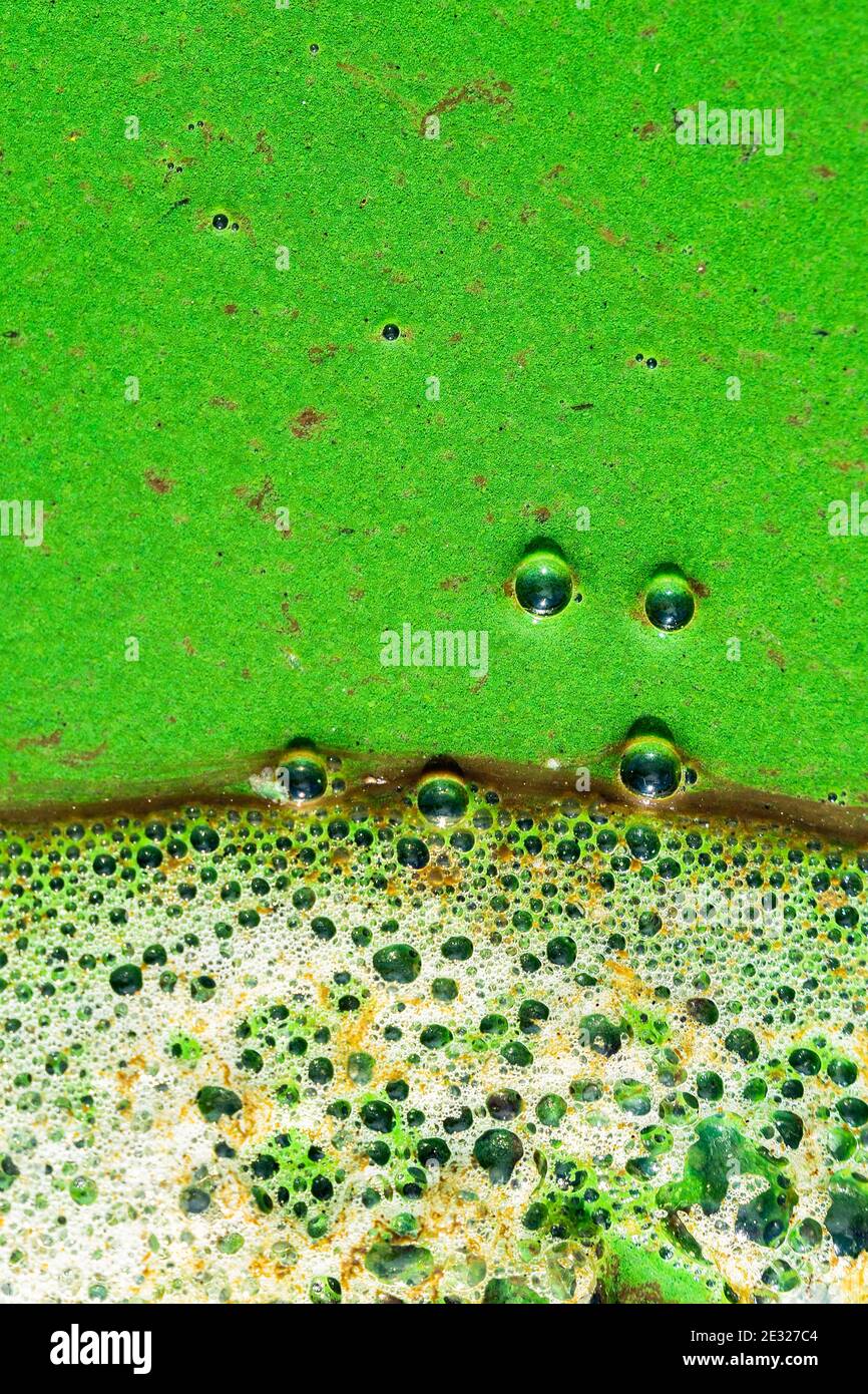 Abstract green pattern. Texture, Close up, Top view, background. Water surface with mud stains covered with phytoplankton and foam with air bubbles Stock Photo