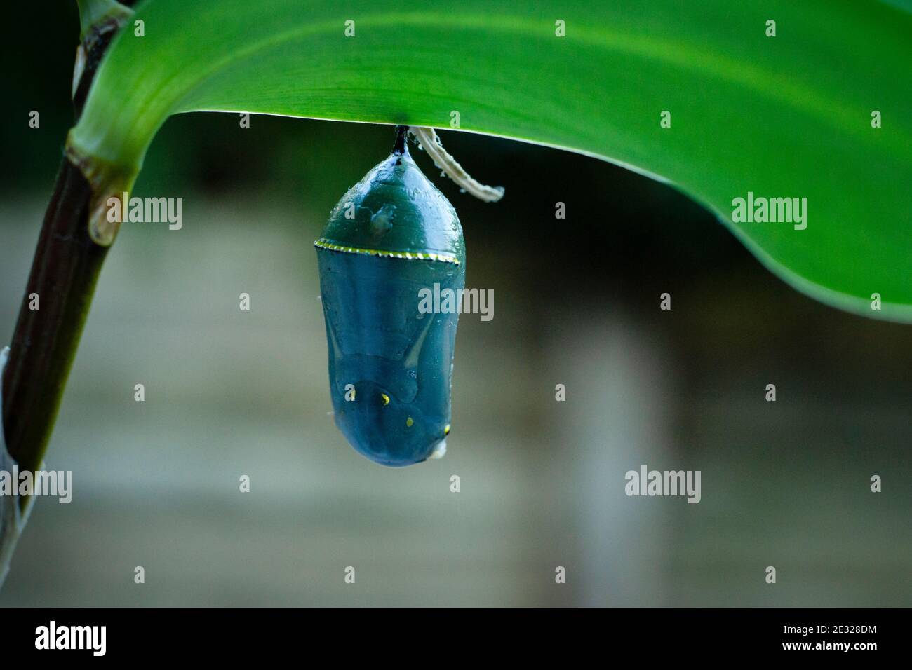 Monarch butterfly (danaus plexippus) inside chrysalis cocoon, one day