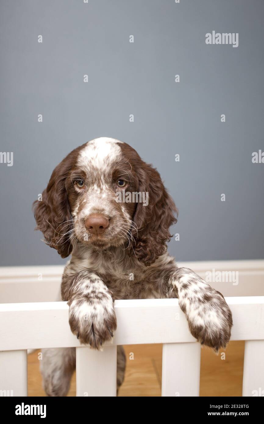 Field Spaniel puppy leaning on safetygate. England Stock Photo