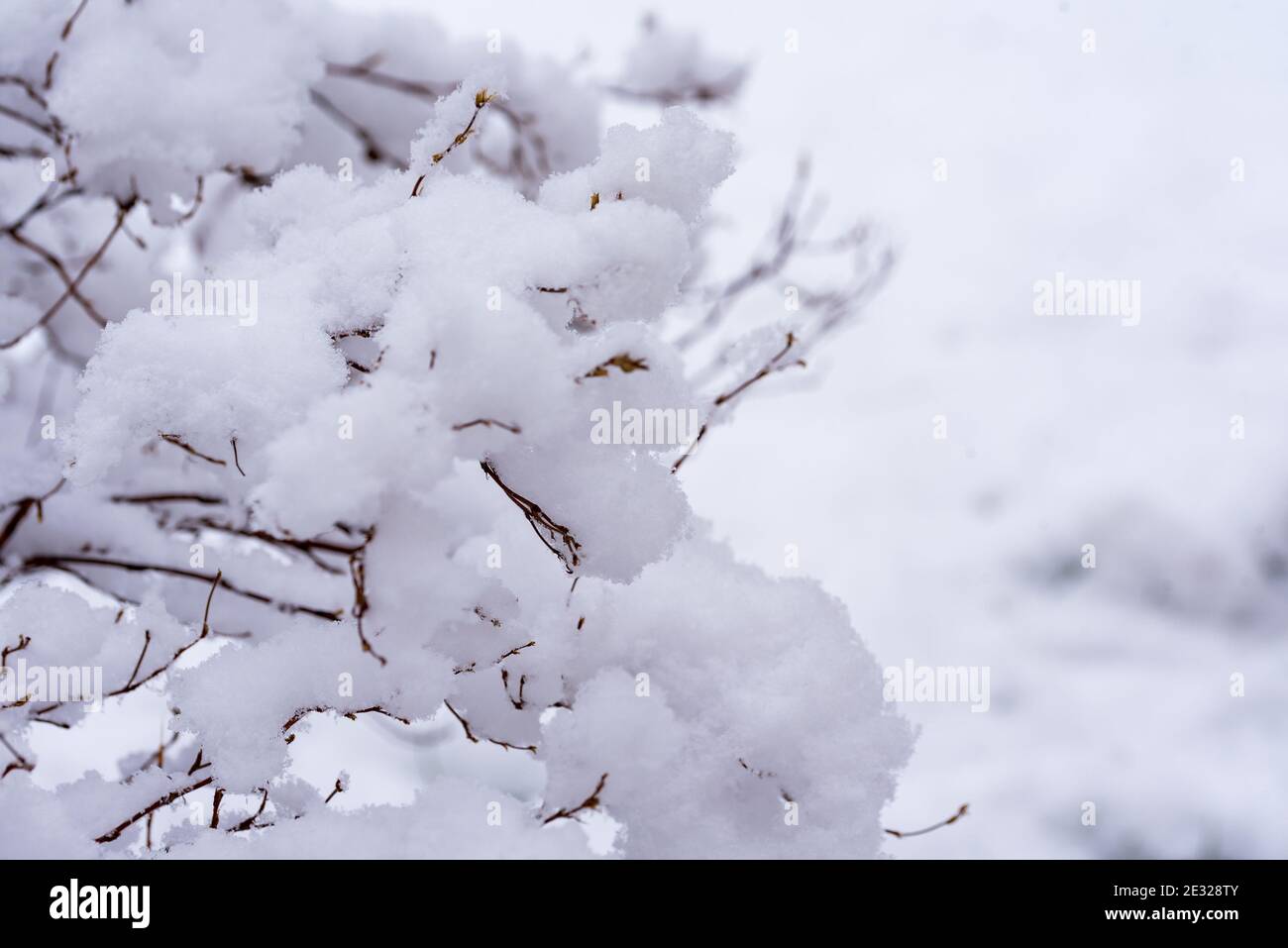 Sprigs of bushes covered with snow. Fresh white fluff covers the plants in  the garden. Snow on the bushes. Winter in the garden Stock Photo - Alamy