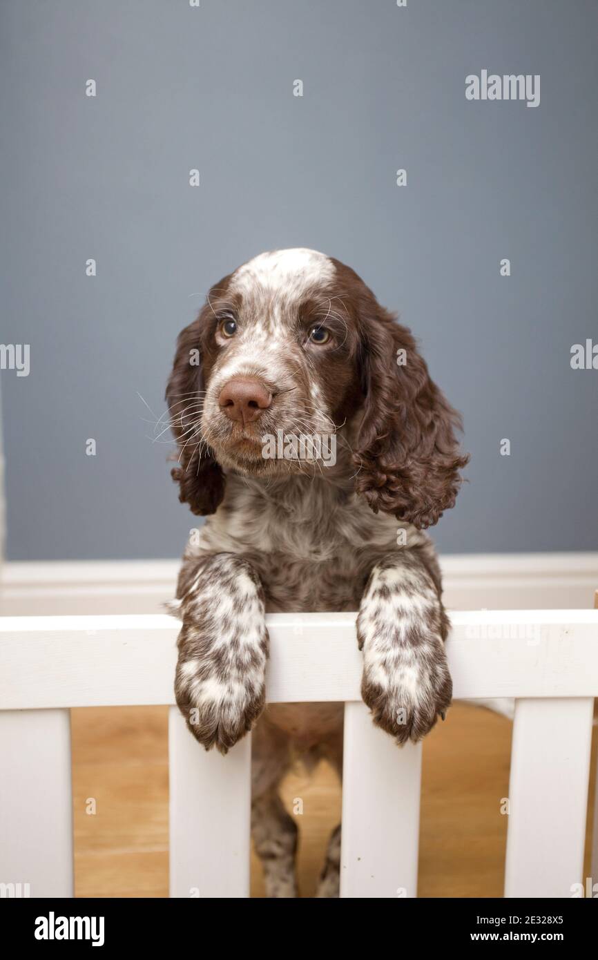 Field Spaniel puppy leaning on stair gate Stock Photo