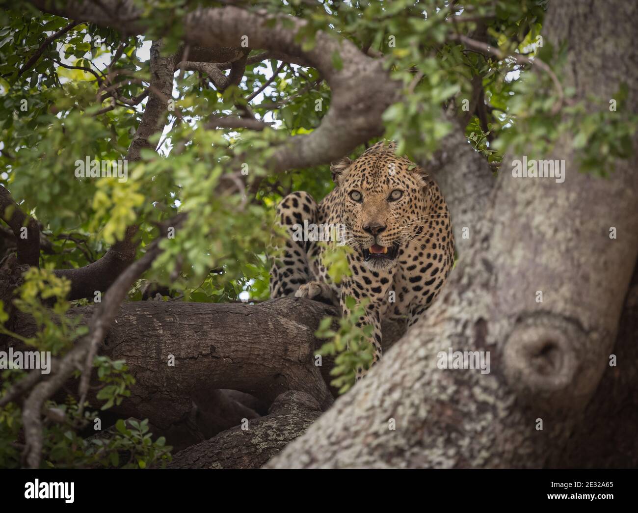 Male Leopard resting in a tree in Kruger National Park, South Africa Stock Photo