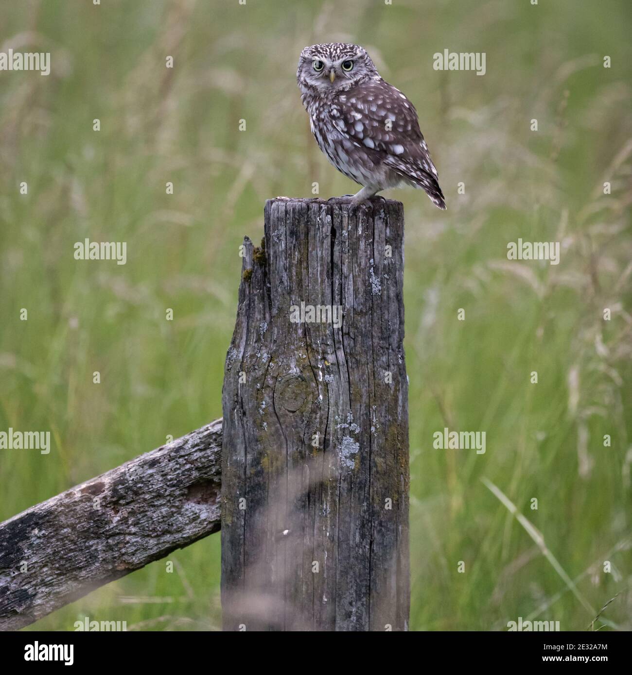 Little Owl, resting on an old wooden farm post in the British countryside. Stock Photo