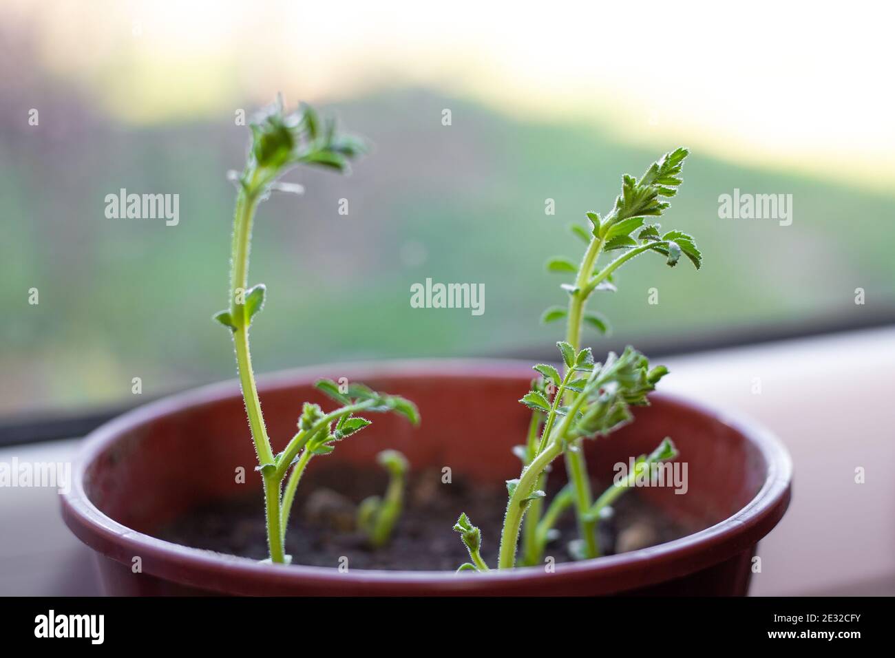 Chickpea sprouts in a pot. Growing plants at home. Stock Photo