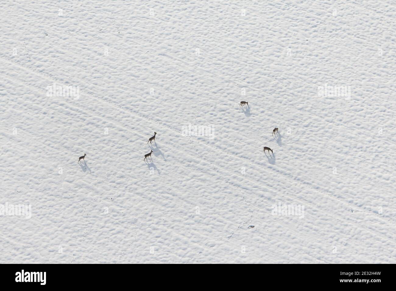 Aerial photo of a group of animals, deer in a snow field in Ile-de-France in winter Stock Photo