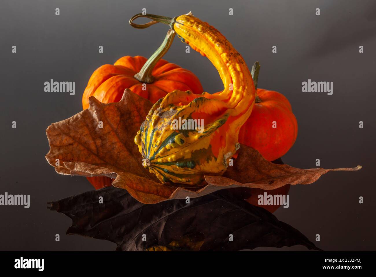 Autumn still life on black background with pumpkins and leaves Stock ...