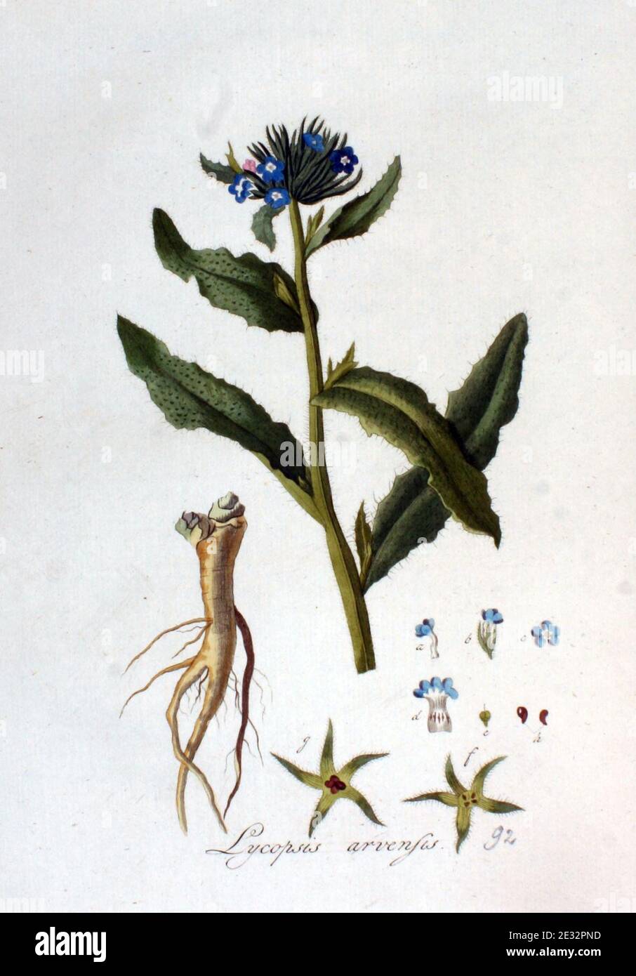 Lycopsis arvensis — Flora Batava — Volume v2. Stock Photo
