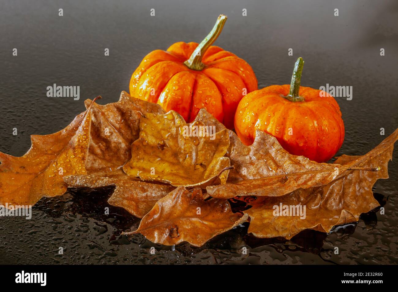 Autumn still life on black background with pumpkins and leaves Stock ...