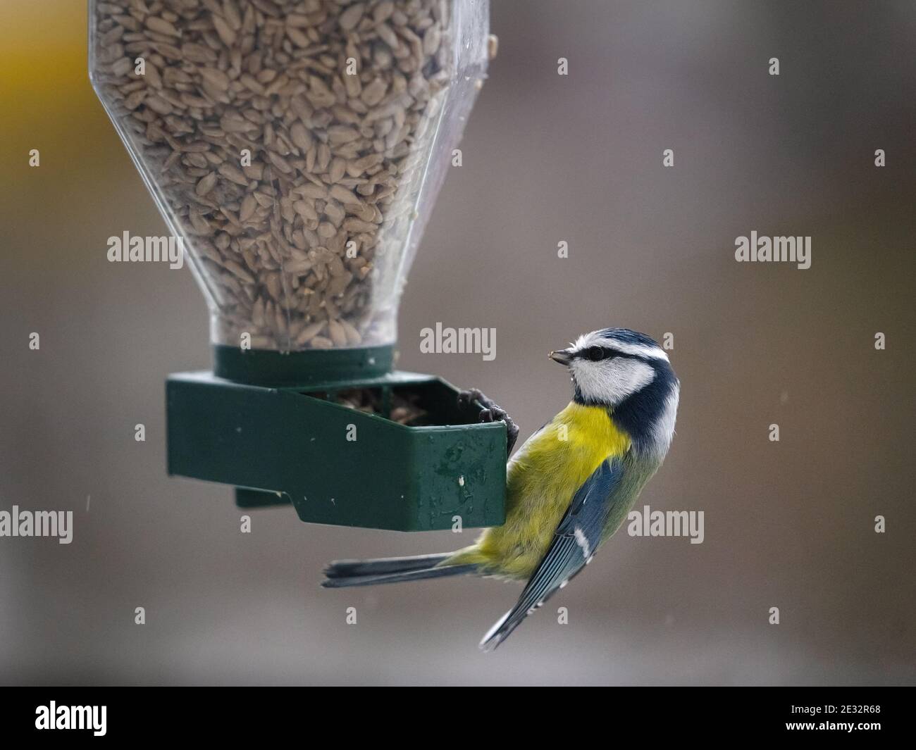 The blue tit (parus caeruleus) with a seed of shelled sunflower in the beak during the snowfall in winter. The bird sit in the feeder Stock Photo