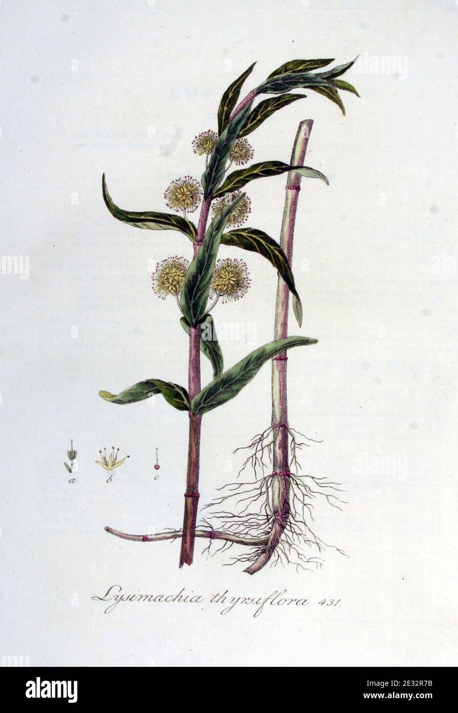 Lysimachia thyrsiflora — Flora Batava — Volume v6. Stock Photo