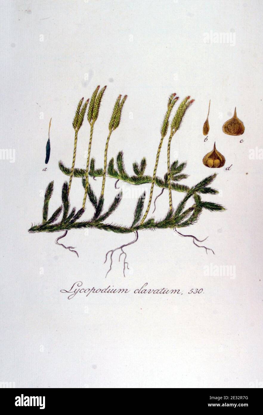 Lycopodium clavatum — Flora Batava — Volume v7. Stock Photo