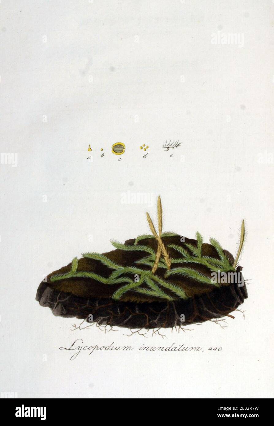 Lycopodium inundatum — Flora Batava — Volume v6. Stock Photo