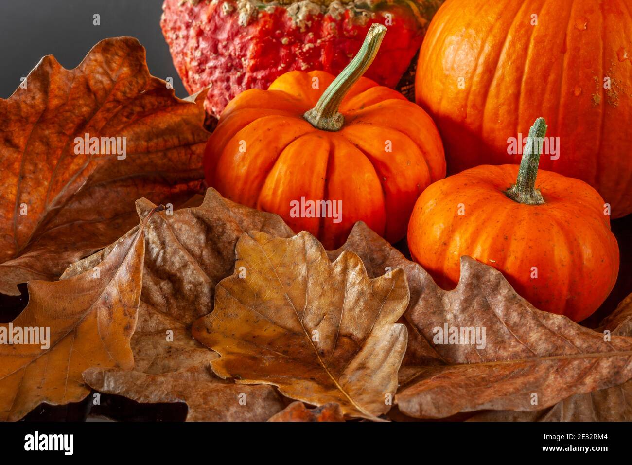 Autumn still life on black background with pumpkins and leaves Stock ...