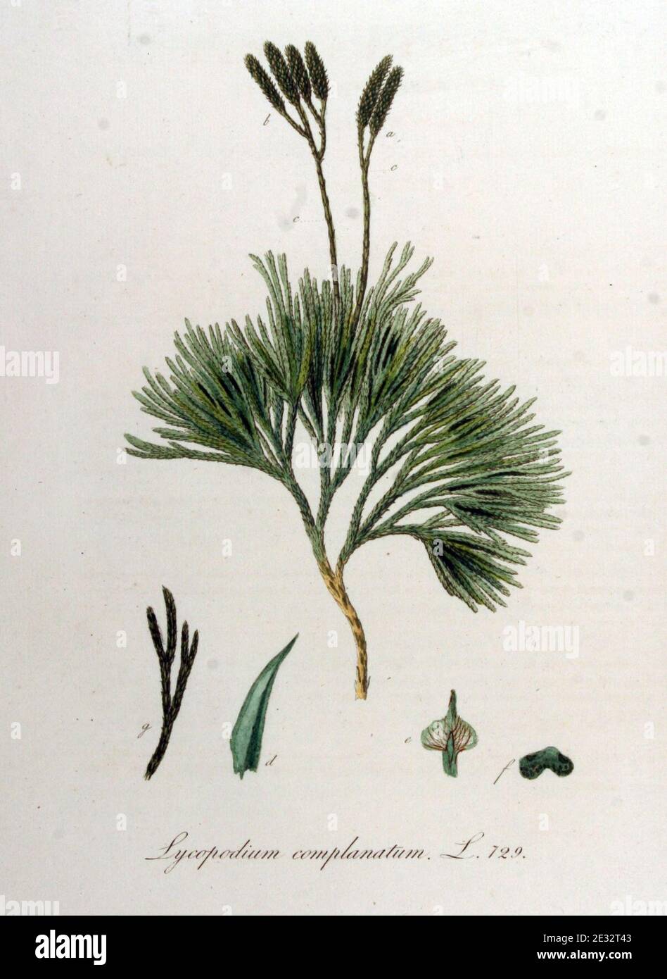 Lycopodium complanatum — Flora Batava — Volume v10. Stock Photo
