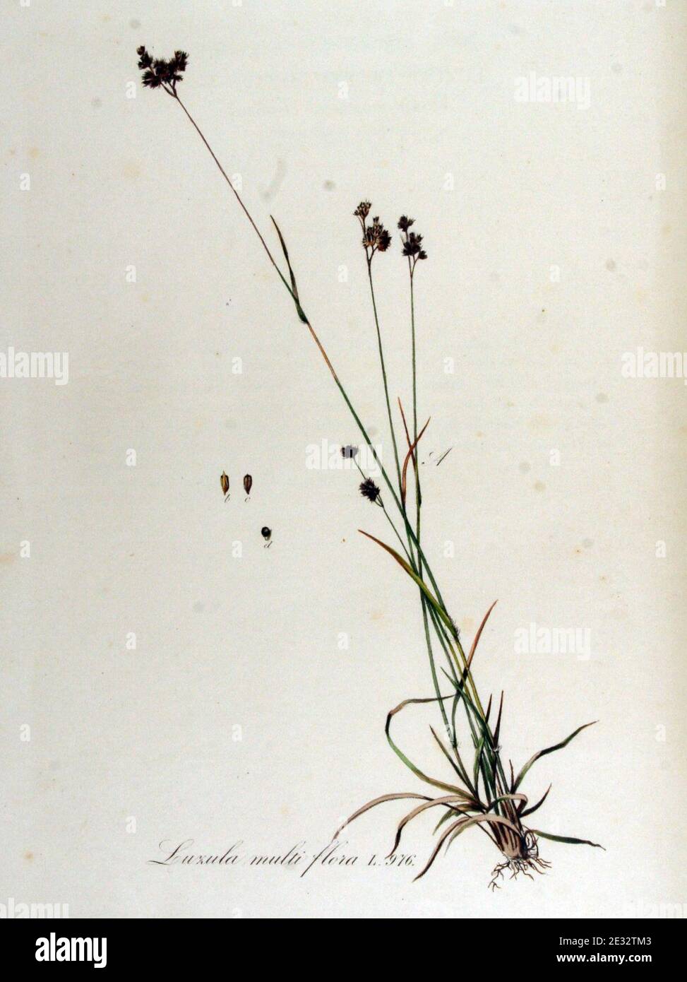 Luzula multiflora — Flora Batava — Volume v13. Stock Photo
