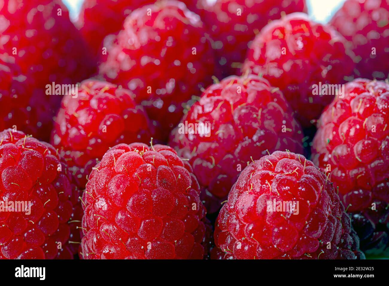 raspberry is the edible fruit of a multitude of plant species in the genus Rubus of the rose family. Stock Photo
