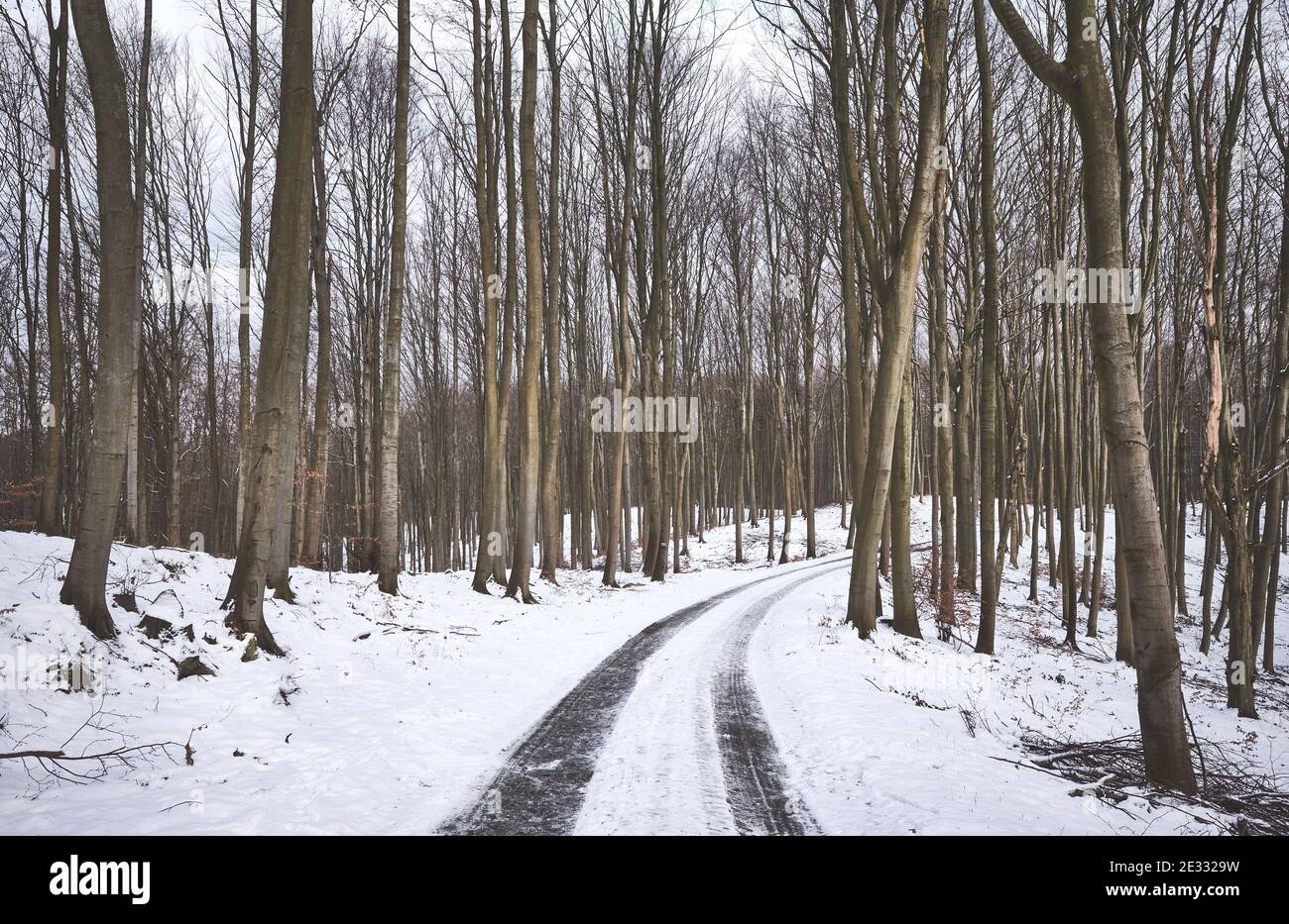 Track in beech forest during snowy winter. Stock Photo