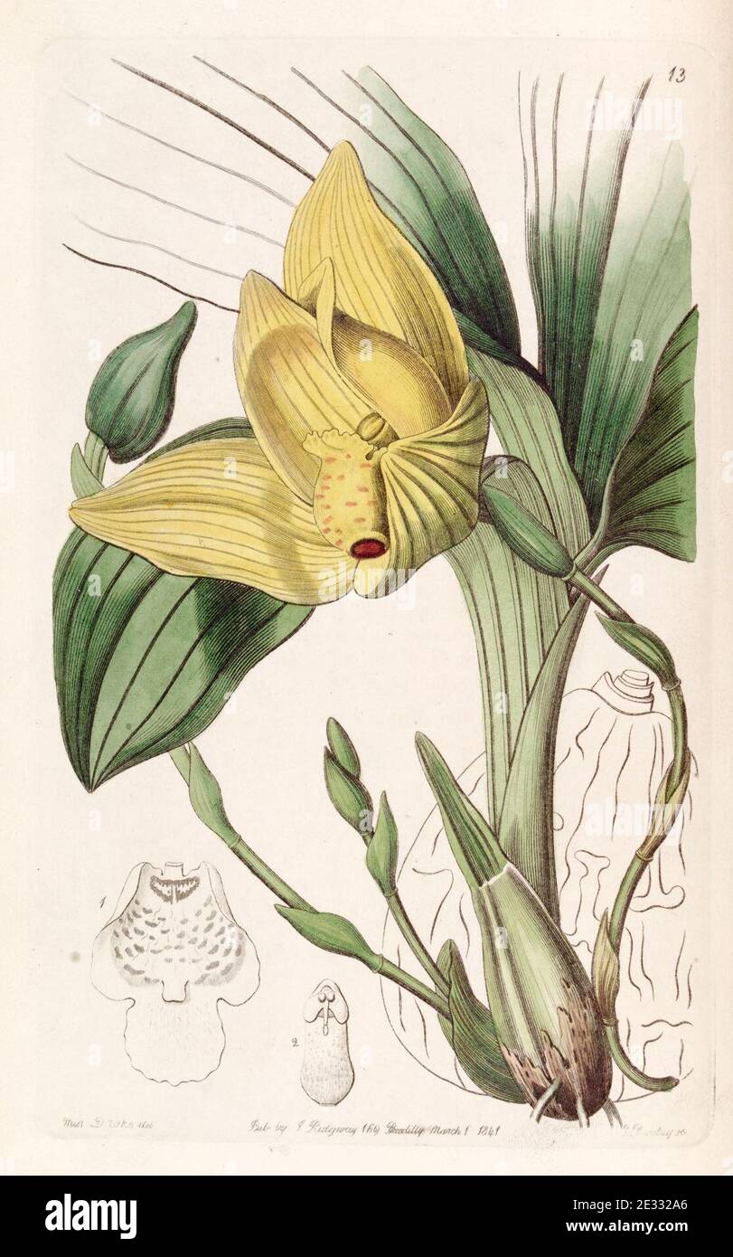 Lycaste cruenta (as Maxillaria cruenta) - Edwards vol 28 (NS 5) pl 13 (1842). Stock Photo