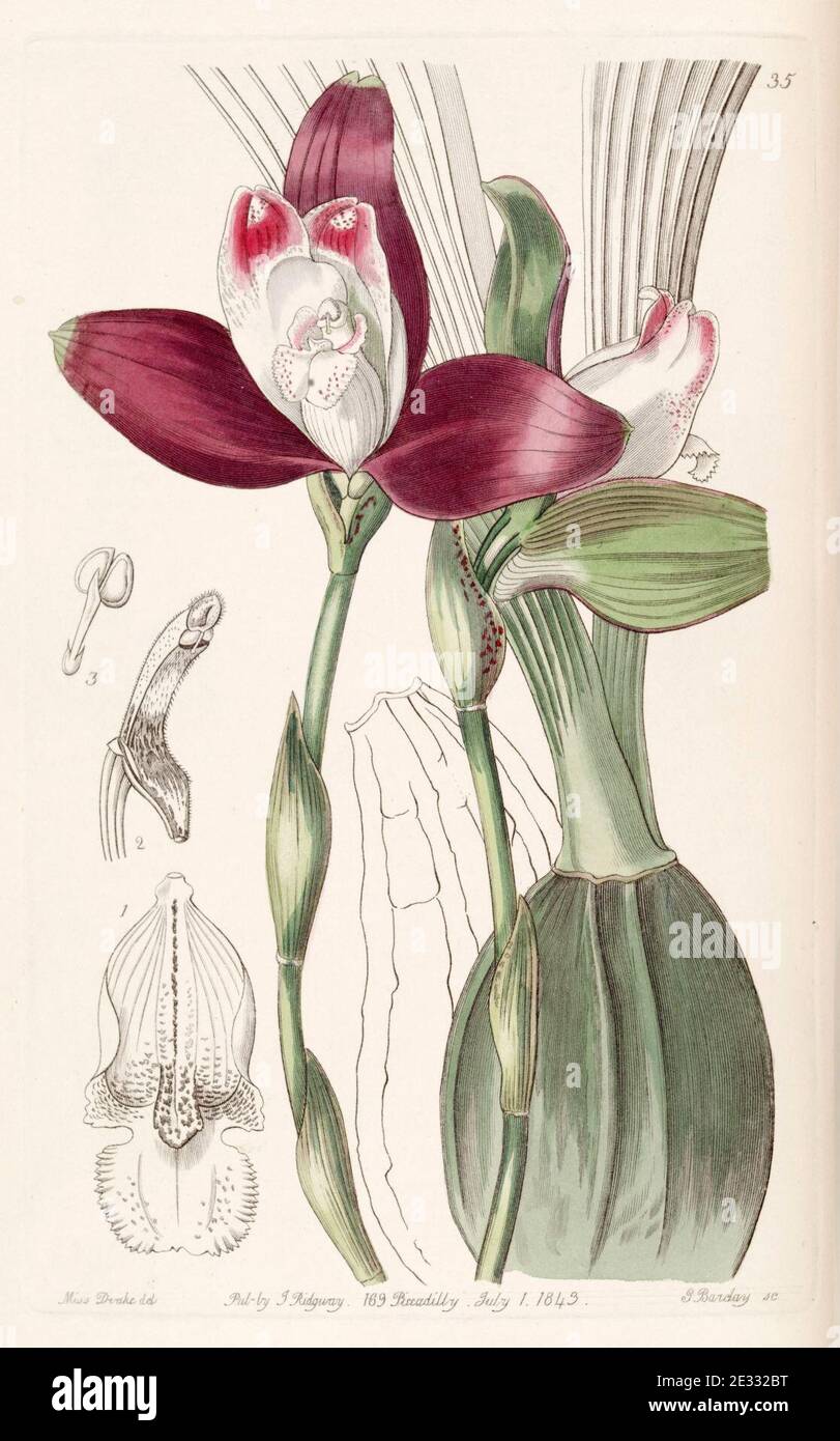 Lycaste macrophylla (as Lycaste plana) - Edwards vol 29 (NS 6) pl 35 (1843). Stock Photo