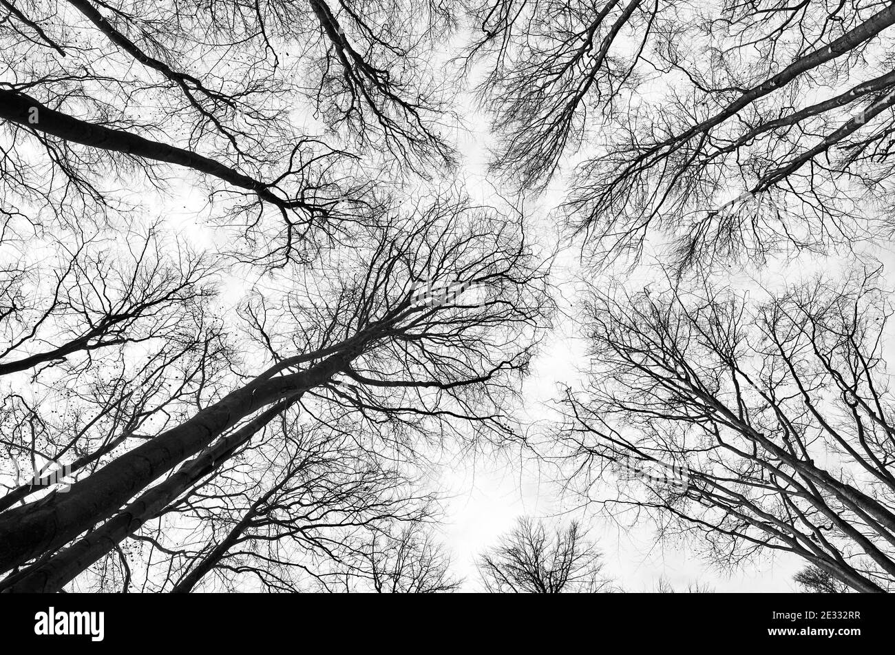Looking up at trees in the woods, nature abstract background. Stock Photo