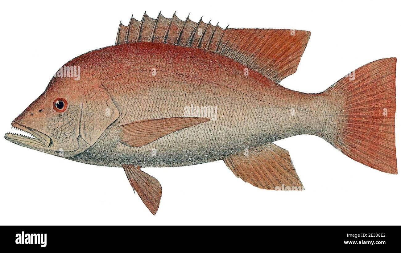 Lutjanus sanguineus hires stock photography and images Alamy