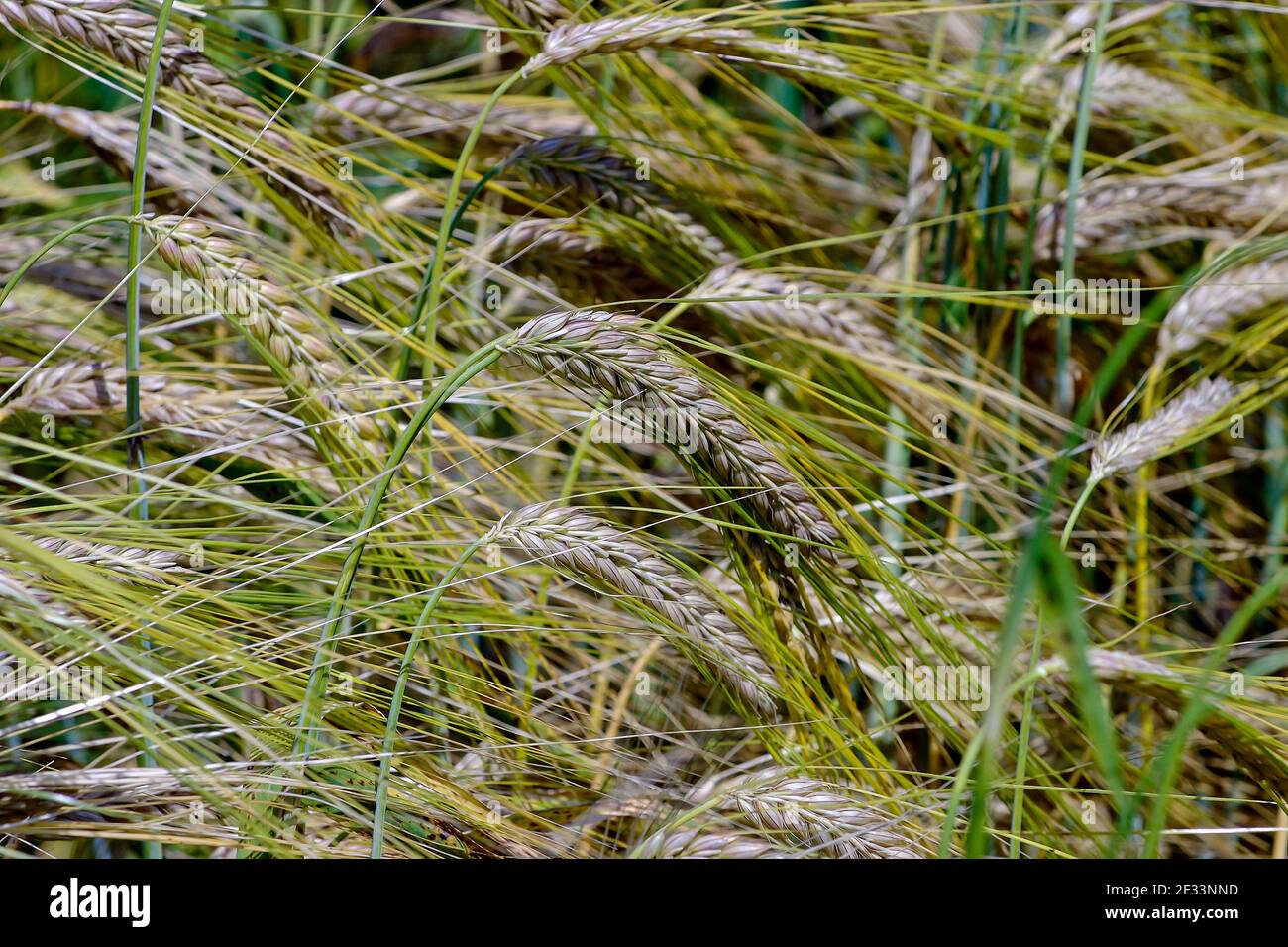 Seeds / fruits of winter barley - Hordeum vulgare - in late summer Stock Photo