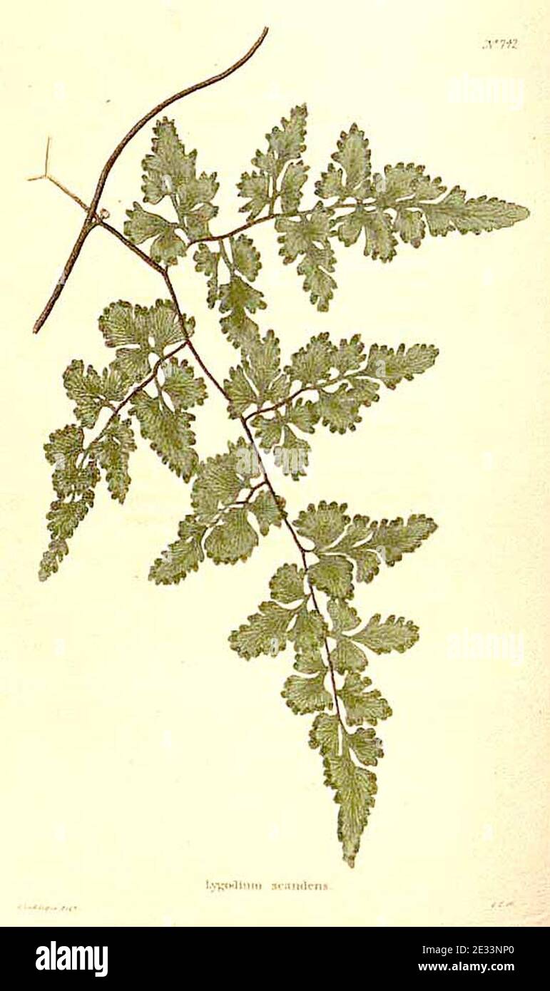 Lygodium microphyllum Link as Lygodium scandens (L.) Sw. Stock Photo