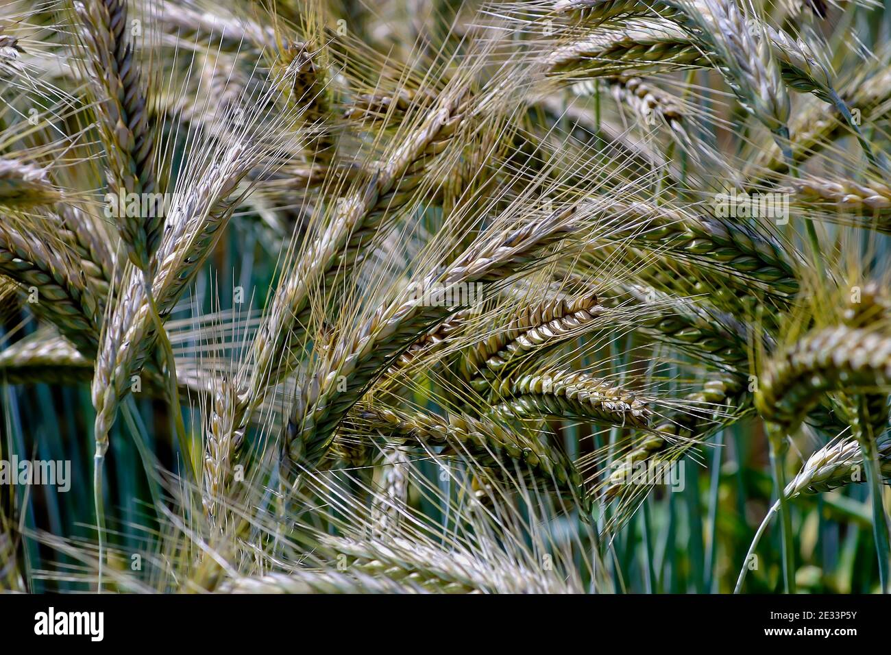 Grain cross of wheat and rye, Triticale, X Triticale, X Triticosecale - Triticum aestivum x Secale cereale - Bavaria, Germany, Europe Stock Photo