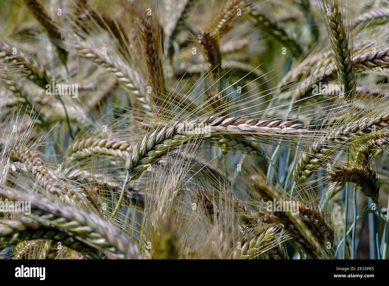 Rye triticale hires stock photography and images Alamy